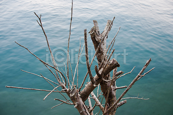 사람없음 JPG 포토 해외이미지 갈색 나무 나뭇가지 목재 물 옛날 호수