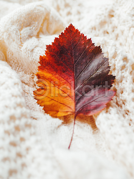 사람없음 JPG 근접촬영 포토 해외이미지 가을(계절) 낙엽 니트 단풍 실내