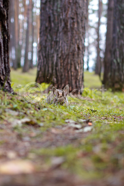 사람없음 JPG 소프트포커스 아웃포커스 포토 해외이미지 나무 앉기 야외 잎 잔디 주간 토끼 한마리