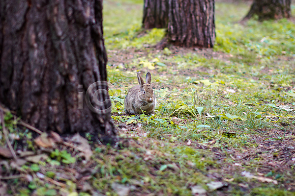 사람없음 JPG 포토 해외이미지 나무 앉기 야외 응시 잎 잔디 잡초 주간 토끼 한마리