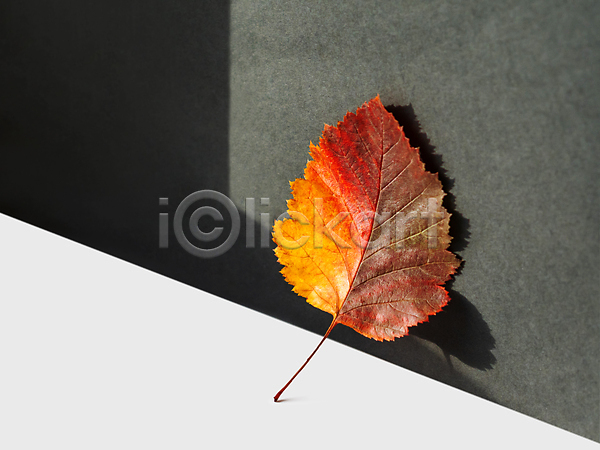 사람없음 JPG 포토 해외이미지 가을(계절) 검은배경 낙엽 단풍 실내 흰배경