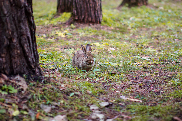 사람없음 JPG 포토 해외이미지 나무 낙엽 앉기 야외 잔디 잡초 주간 토끼 한마리