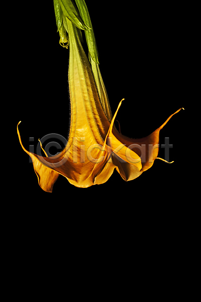 사람없음 JPG 포토 해외이미지 꽃 독말풀 백그라운드 자연 주황색