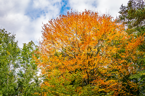 따뜻함 산책 신선 사람없음 인도인 JPG 포토 해외이미지 10월 11월 가을(계절) 계절 나무 내추럴 노란색 방법 백그라운드 빛 빨간색 뿌리 숲 시골 여름(계절) 오렌지 잎 자연 책 초록색 컬러풀 하이킹 황금 휴가