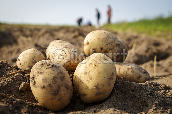 사람없음 JPG 아웃포커스 포토 해외이미지 감자 농작물 야외 주간 흙