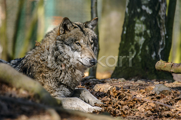 사람없음 JPG 소프트포커스 아웃포커스 포토 해외이미지 늑대 야생동물 야외 엎드리기 주간 한마리