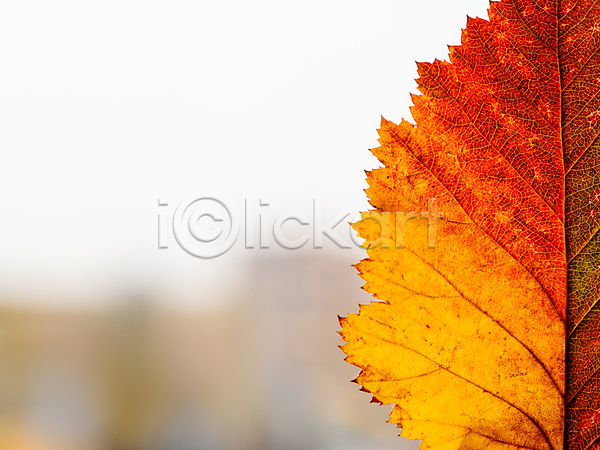 사람없음 JPG 근접촬영 아웃포커스 포토 해외이미지 가을(계절) 낙엽 단풍 실내