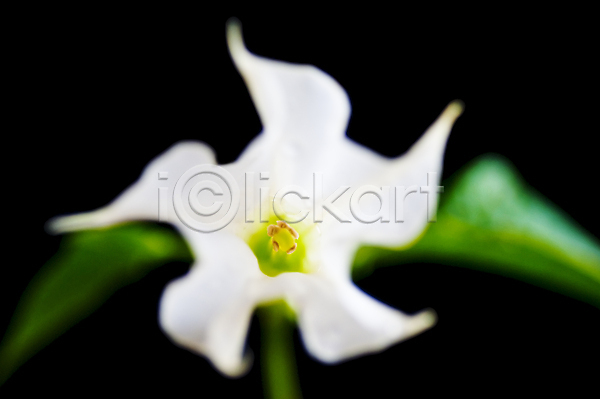 사람없음 JPG 포토 해외이미지 꽃 독말풀 백그라운드 자연 흰색