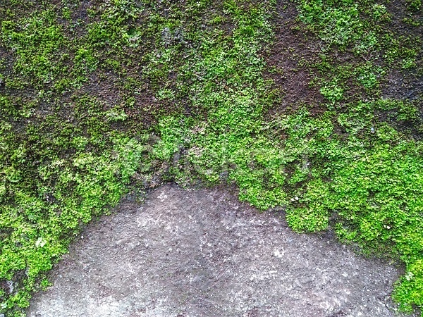 신선 사람없음 JPG 포토 해외이미지 공원 그리너리 내추럴 밭 식물 야외 옛날 자연 정원 질감 초록색 패턴 풍경(경치) 프레임 환경