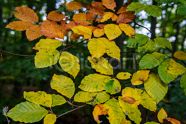 따뜻함 산책 신선 사람없음 인도인 JPG 포토 해외이미지 10월 11월 가을(계절) 계절 나무 내추럴 노란색 방법 백그라운드 빛 빨간색 뿌리 숲 시골 여름(계절) 오렌지 잎 자연 책 초록색 컬러풀 하이킹 황금 휴가