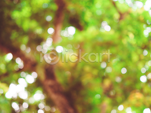 사람없음 JPG 소프트포커스 포토 해외이미지 나무 보케 봄 뷰티 블러 빛 야간 잎 자연 효과