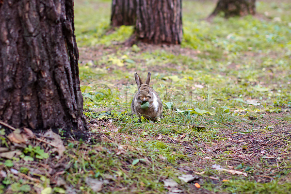 사람없음 JPG 포토 해외이미지 나무 낙엽 먹기 야외 잔디 잡초 주간 토끼 한마리