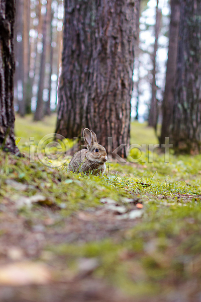 사람없음 JPG 소프트포커스 아웃포커스 포토 해외이미지 나무 야외 응시 잔디 잡초 주간 토끼 한마리