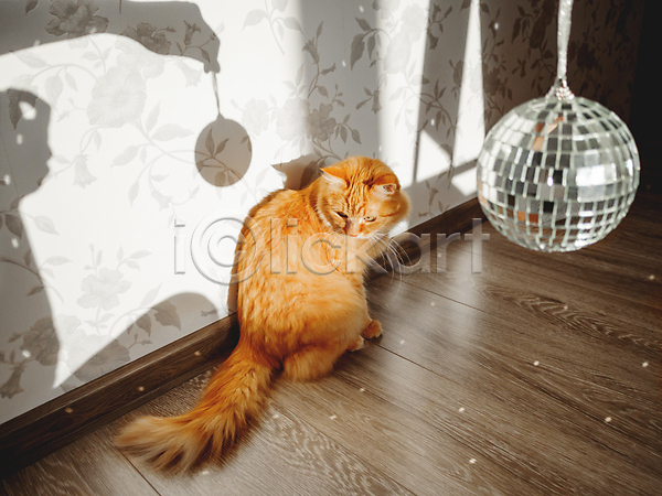 사람없음 JPG 포토 해외이미지 거울 고양이 공 그림자 동물 반려동물 반사 방 빛 생강 솜털 주택 털 포유류 햇빛