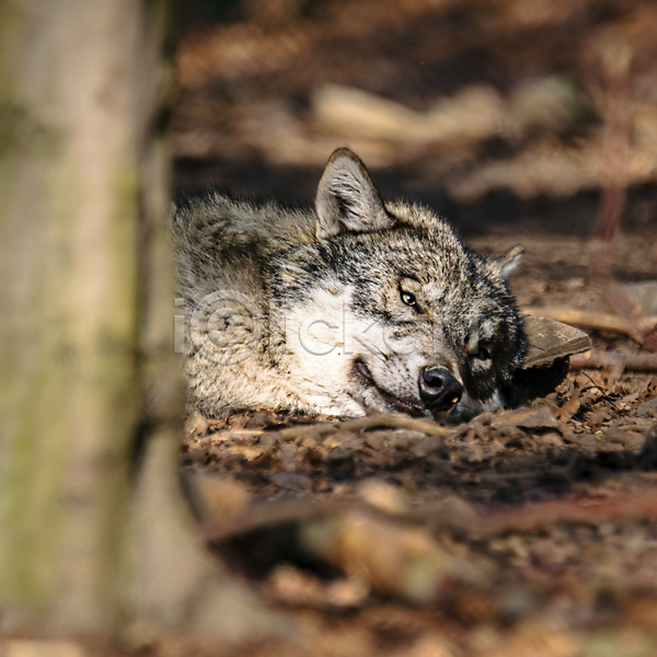 사람없음 JPG 소프트포커스 아웃포커스 포토 해외이미지 눕기 늑대 야생동물 야외 주간 한마리