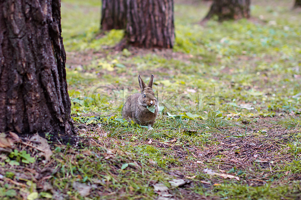 사람없음 JPG 포토 해외이미지 나무 낙엽 먹기 야외 잎 잔디 주간 토끼 한마리