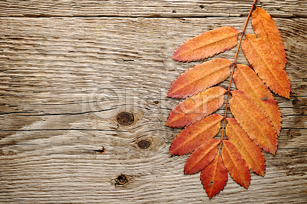 활발 사람없음 JPG 포토 해외이미지 10월 11월 9월 가로 가을(계절) 강렬 거친 계절 나뭇가지 날씨 내추럴 널 목재 백그라운드 빨간색 스크래치 식물 옛날 잎 자연 질감 카피스페이스