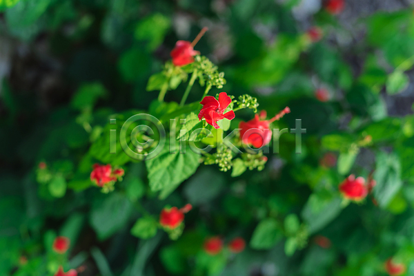 사람없음 JPG 포토 해외이미지 빨간색 야외 여름(계절) 잎 자연 초록색 히비스커스