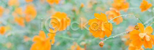 선택 신선 사람없음 JPG 포토 해외이미지 개화 계절 국화 꽃 꽃잎 내추럴 노란색 닫기 머리 물방울 미국 밭 백그라운드 벚꽃 새싹 식물 야외 여름 오렌지 자연 장식 젖음 줄기 질감 초록색 컬러풀 코스모스 텍사스 해외포토 환경