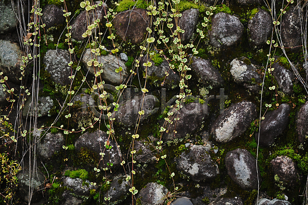 부드러움 사람없음 JPG 포토 해외이미지 내추럴 돌담 묘사 바위 백그라운드 벽 봄 숲 식물 야외 여름(계절) 옛날 이끼 잎 자연 젖음 질감 초록색 추상 패턴 표면 환경