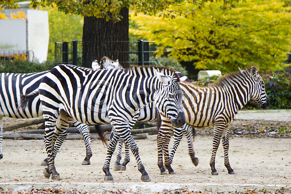 군중 사람없음 아기 JPG 포토 해외이미지 흑백 가족 걷기 검은색 공원 내추럴 독일 동물 동물원 백그라운드 베를린 사파리 아프리카 야생동물 야외 얼룩말 여행 유럽 자연 전국 줄무늬 포유류 황무지 흰색