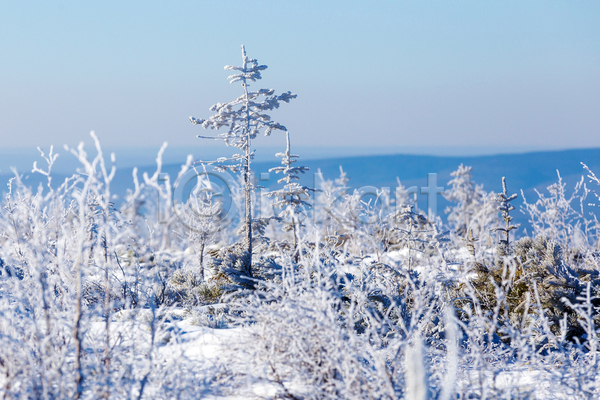 사람없음 JPG 포토 해외이미지 겨울 식물 야외 여행 자연 주간 풍경(경치) 하늘