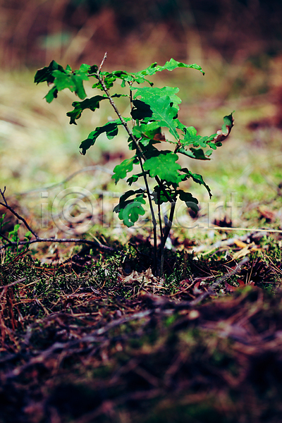 새로움 성장 사람없음 JPG 포토 해외이미지 그리너리 나무 내추럴 닫기 땅바닥 모종 목재 묘목 바닥 새싹 생태계 생태학 숲 식물 싱글 여름(계절) 잎 자연 작음 줄기 지구 처음 초록색 혼자 환경