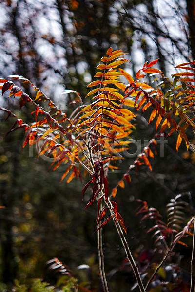 건조 사람없음 JPG 포토 해외이미지 11월 9월 가을(계절) 갈색 계절 나무 내추럴 노란색 단풍 백그라운드 빛 빨간색 숲 식물 야외 오렌지 잎 자연 컬러풀 환경 황금 흰색