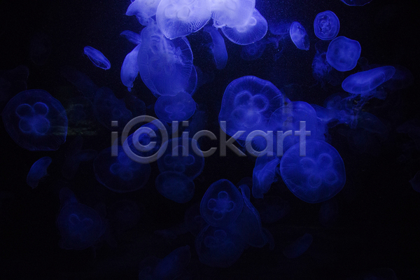 사람없음 JPG 포토 해외이미지 바닷속 수중동물 여러마리 자포동물 파란색 해파리