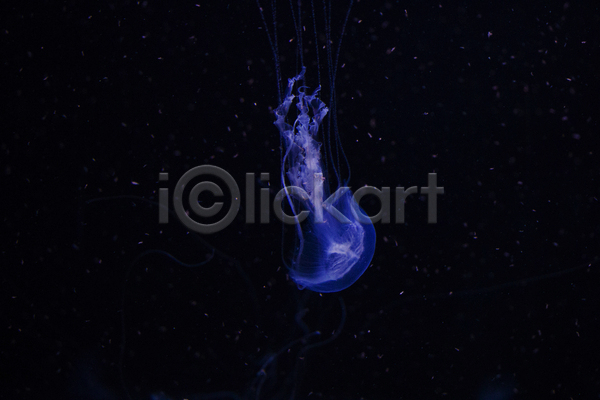 사람없음 JPG 포토 해외이미지 바닷속 보라색 수중동물 자포동물 한마리 해파리