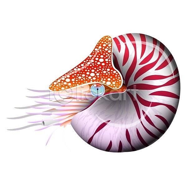 EPS 일러스트 해외이미지 1 고립 그래픽 그림 껍질 나선형 달팽이(동물) 동물 디자인 만화 물 바다 생물학 소용돌이 수중 심볼 싱글 앵무조개 야생동물 엘리먼트 연체동물 이국적 자연 장식 조개 촉수 컬러풀 현실