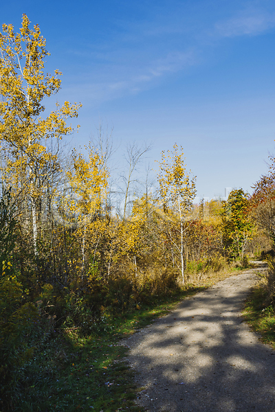 산책 사람없음 JPG 포토 해외이미지 가을(계절) 공원 나무 도로 도시 백그라운드 봄 야외 여행 잎 자연 자작나무 정원 초록색 파란색 풍경(경치) 흰색