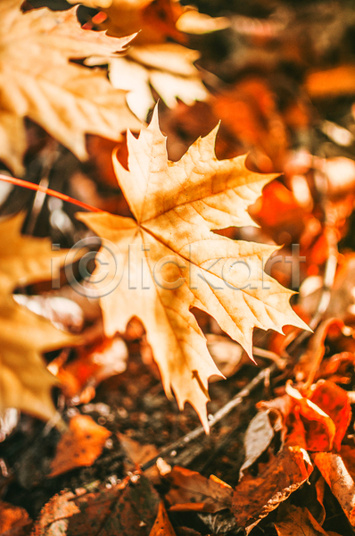 사람없음 JPG 포토 해외이미지 가을(계절) 갈색 단풍 백그라운드 야외 풍경(경치) 햇빛