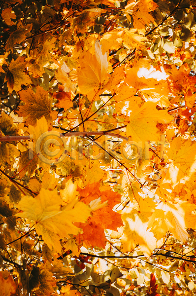 사람없음 JPG 포토 해외이미지 가을(계절) 노란색 단풍 단풍나무 백그라운드 야외 풍경(경치)