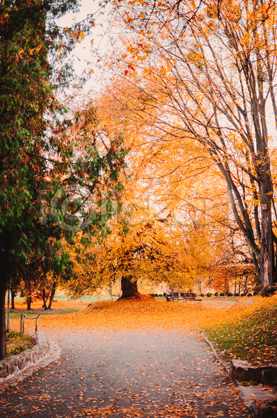 사람없음 JPG 포토 해외이미지 가을(계절) 나무 낙엽 단풍나무 백그라운드 산책로 풍경(경치)