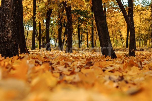 사람없음 JPG 아웃포커스 포토 해외이미지 가을(계절) 갈색 낙엽 단풍나무 백그라운드 숲 야외 풍경(경치)