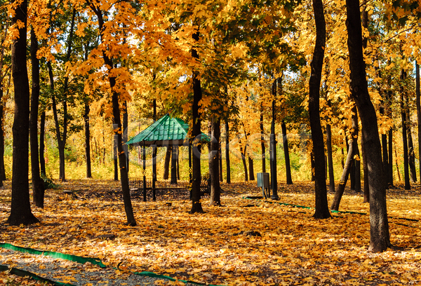 사람없음 JPG 포토 해외이미지 가을(계절) 낙엽 단풍나무 백그라운드 숲 야외 정자(건축물) 풍경(경치)