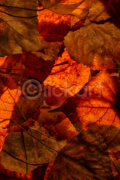 사람없음 JPG 포토 해외이미지 가을(계절) 가을풍경 낙엽 단풍 백그라운드 빨간색 야외 자연 주간 풍경(경치)