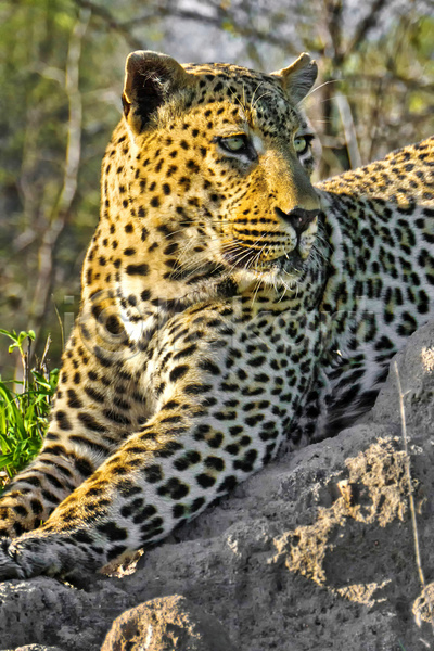 사람없음 JPG 아웃포커스 포토 해외이미지 그림자 나무 나뭇가지 남아프리카 맹수 보츠와나 숲 야생동물 야외 응시 자연 주간 표범 한마리 햇빛