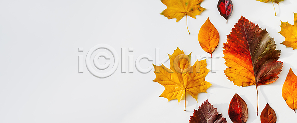 사람없음 JPG 포토 해외이미지 가을(계절) 낙엽 단풍 실내 카피스페이스 흰배경