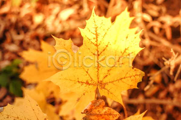 사람없음 JPG 포토 해외이미지 가을(계절) 낙엽 노란색 단풍 백그라운드 풍경(경치) 햇빛