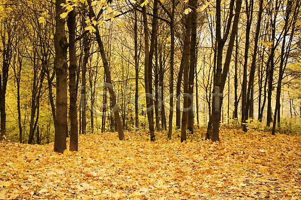 사람없음 JPG 포토 해외이미지 가을(계절) 가을풍경 낙엽 노란색 단풍 단풍나무 숲속 야외 울창 자연 주간 풍경(경치)