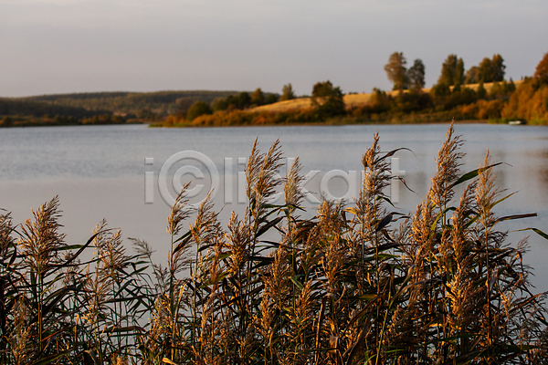 사람없음 JPG 포토 해외이미지 가을(계절) 갈대(식물) 야외 주간 햇빛 호수