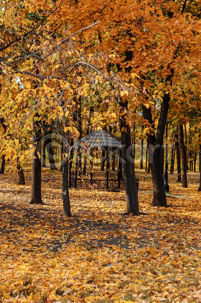 사람없음 JPG 포토 해외이미지 가을(계절) 갈색 낙엽 단풍나무 백그라운드 숲 야외 정자(건축물) 풍경(경치)