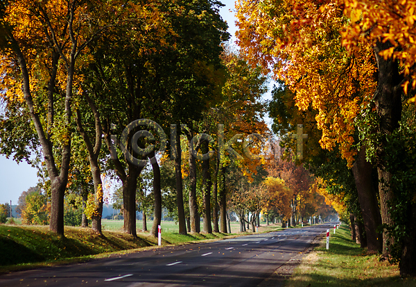 사람없음 JPG 포토 해외이미지 가을(계절) 가을풍경 단풍 단풍나무 도로 숲길 야외 자연 주간 풍경(경치)