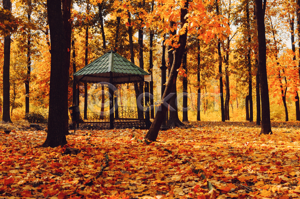 사람없음 JPG 포토 해외이미지 가을(계절) 낙엽 단풍나무 백그라운드 숲 야외 정자(건축물) 주황색 풍경(경치)