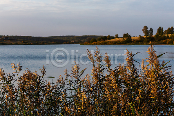 고요 사람없음 JPG 소프트포커스 포토 해외이미지 가을(계절) 갈대(식물) 야외 주간 햇빛 호수