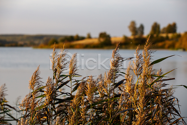 고요 사람없음 JPG 소프트포커스 포토 해외이미지 가을(계절) 갈대(식물) 야외 주간 햇빛 호수