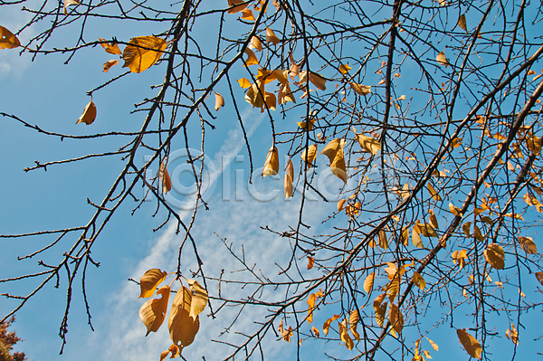 사람없음 JPG 포토 해외이미지 가을(계절) 가을풍경 나뭇가지 낙엽 백그라운드 야외 자연 주간 풍경(경치) 하늘