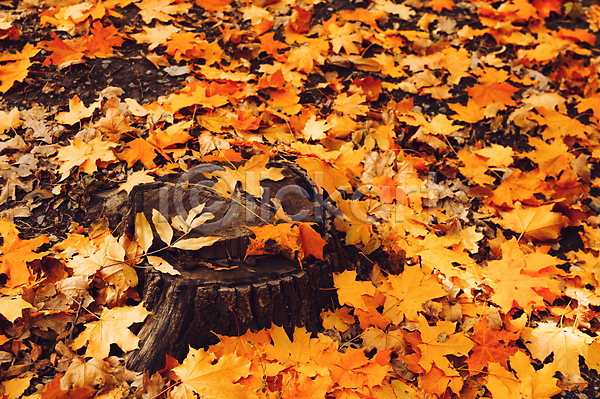 사람없음 JPG 포토 해외이미지 가을(계절) 가을풍경 나무밑둥 낙엽 단풍 땅 백그라운드 야외 자연 주간 주황색 풍경(경치)